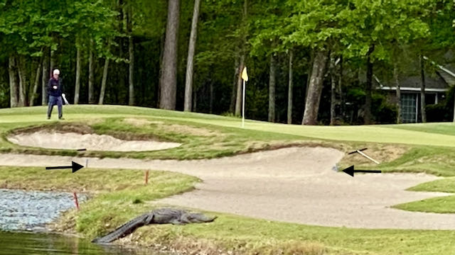 Pawleys 3 greenside with gator 1