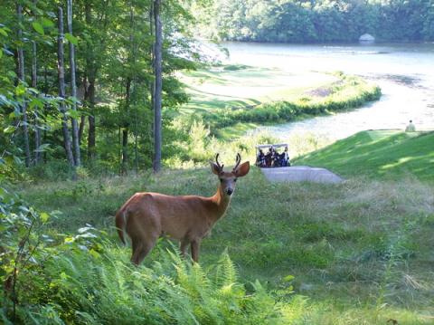 lakeofislesdeerat11th.jpg lakeofislesdeerat11th.jpg
